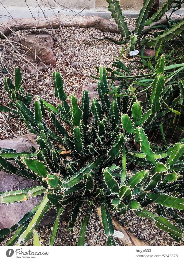 Berggarten Sukkulenten berggarten Hannover Kaktus Pflanze flora Botanik natürlich Stachel Kakteen tropisch exotisch Natur stechend Garten Wachstum grün