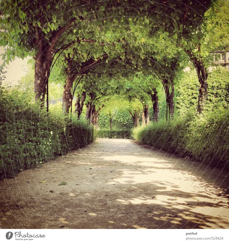 Lustgarten Sommer Schönes Wetter Baum Sträucher Garten Park groß historisch Wärme braun grün Schutz Romantik träumen Design Einsamkeit elegant Freizeit & Hobby