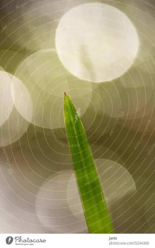 Grüner Grashalm mit leuchtenden Hintergrund frisch grün Licht Frühling hell Natur Pflanze wachsen Blatt natürlich Flora botanisch Wachstum Saison Umwelt