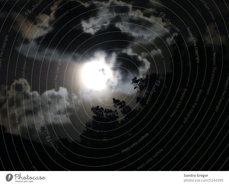 Der strahlende Vollmond hinter ziehenden Wolken mit Blätterwerk im Vordergrund Mond Nacht Nachthimmel Mondschein dunkel Stimmung Himmel Silhouette geheimnisvoll