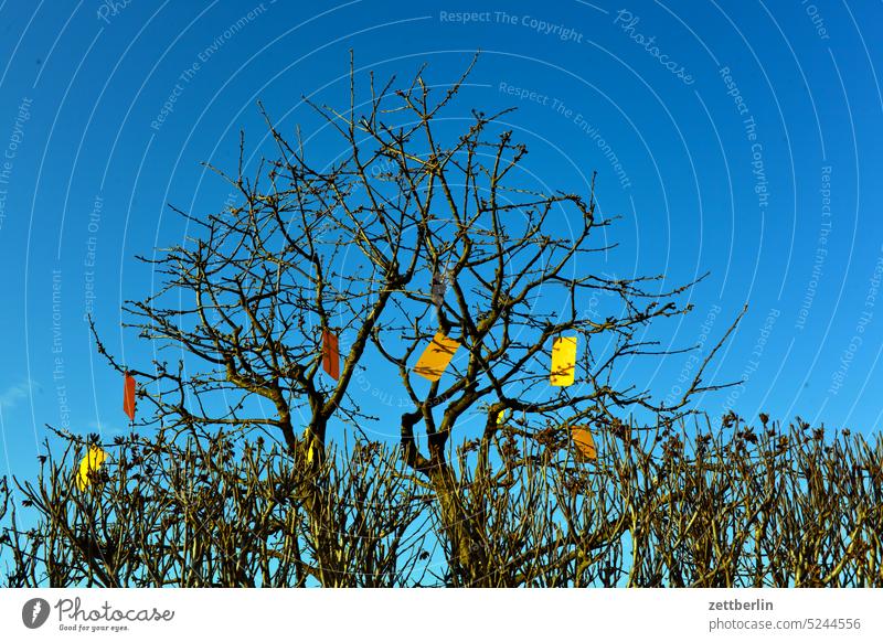 Gelbe Karten gegen Fliegen ast baum blühen blüte dunkel erholung erwachen ferien frühjahr frühling frühlingserwachen garten hecke himmel kleingarten