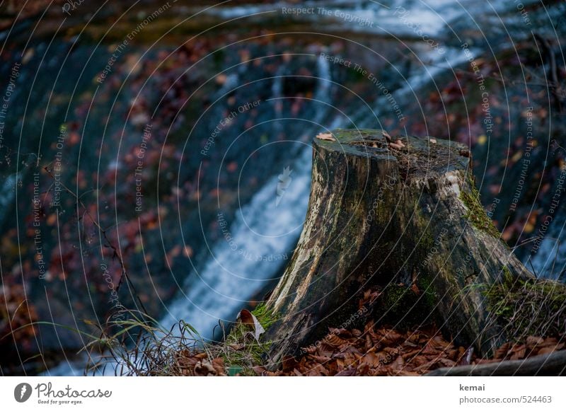 Zwei-Gipfel-Tour | Abgestumpft Umwelt Natur Landschaft Pflanze Wasser Herbst Baum Blatt Baumstumpf Wald Bach alt dunkel nass natürlich feucht Moos Laub Farbfoto