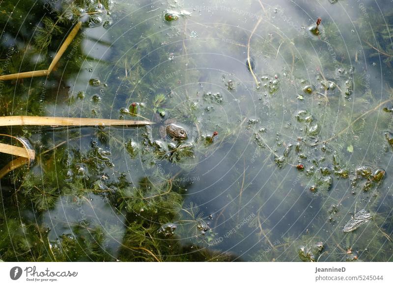 Frosch im Teich Tier Wasser Wildtier Natur Außenaufnahme Frühling Umwelt Tümpel renaturierung Garten außen teichbewohner Pflanze Naturschutzgebiet Naturerlebnis