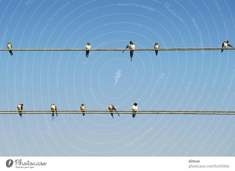 2 x 5 junge Schwalben auf Freileitungen vor blauem Himmel Singvogel Zugvogel Jungtiere Hirundinidae Schwalbenschwanz Eine Schwalbe macht noch keinen Sommer.