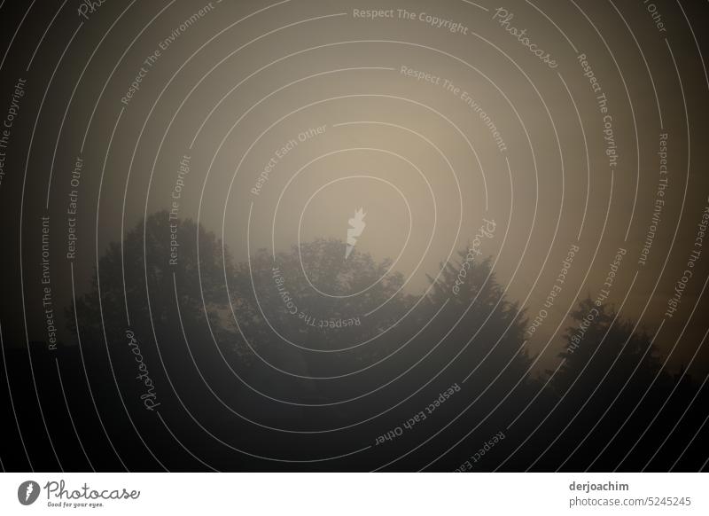 Nebelstimmung und Sonne liegen über dem Wald. Landschaft Menschenleer Außenaufnahme Umwelt Natur Nebelschleier Nebelwald Nebelbank schlechtes Wetter Tag