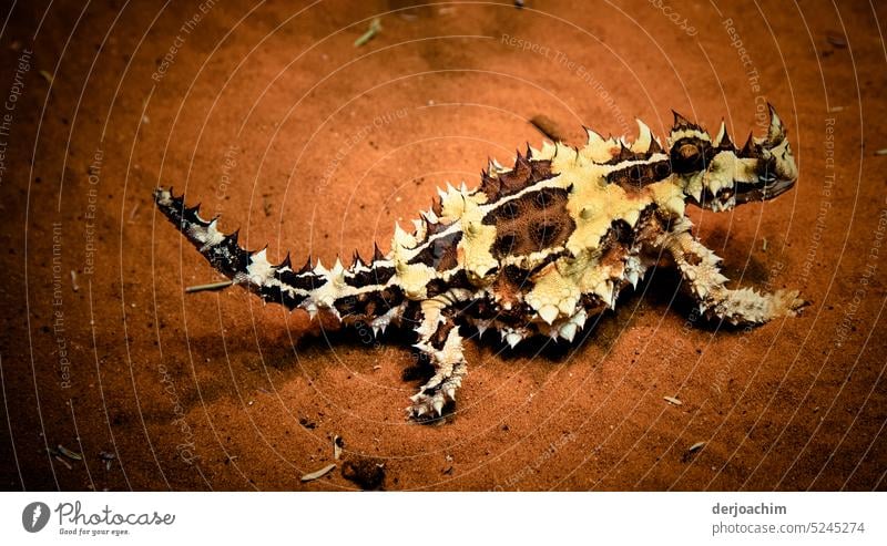 Außergewöhnliche Begegnung im Qutback mit eimem Dornteufel. Reptil Nahaufnahme exotisch Menschenleer Echsen Tag grün Tierporträt Farbfoto Schuppen Wildtier