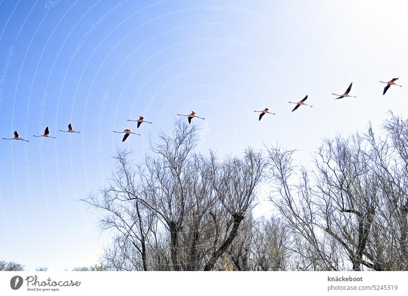 zug der flamingos Flamingo rosa Vogel Wildtier Natur exotisch wild Tiergruppe Camargue Südfrankreich Flamingos