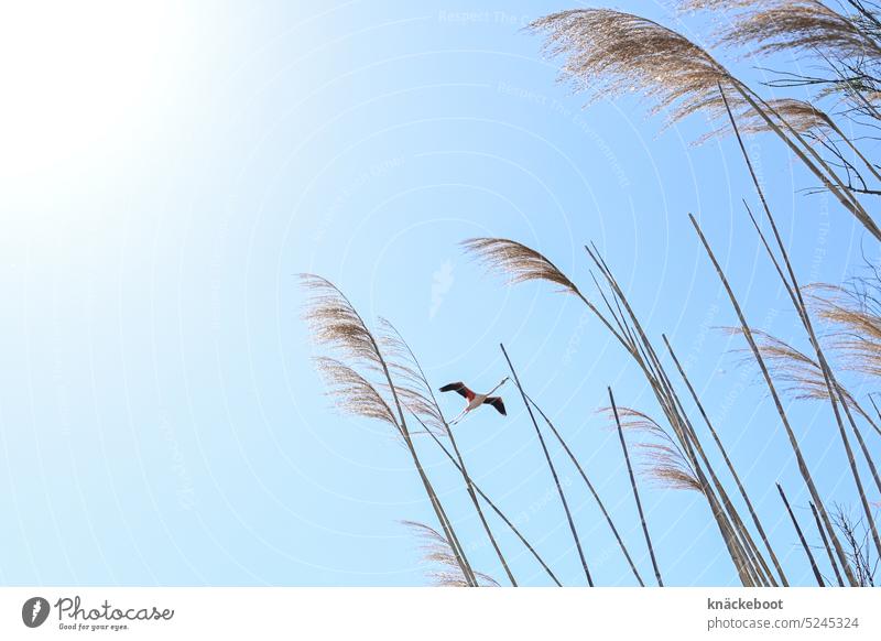 camargue Flamingo Vogel Schilf wild Schilfgras Wildtier Schilfrohr exotisch Landschaft Natur Camargue