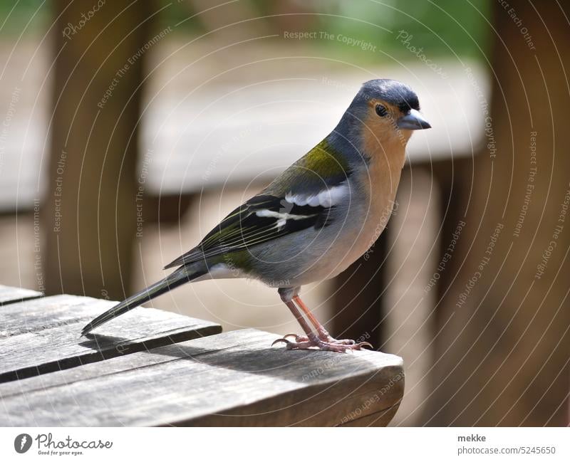 Neugierig und aufmerksam am Rastplatz Vogel Fink Fringilla coelebs maderensis Singvogel Finken Tierporträt Natur Blick gefiedert sitzen Nahaufnahme