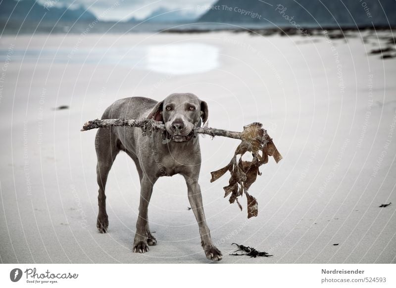 Behelfsknochen.... Vegetarische Ernährung Spielen Ausflug Ferne Freiheit Strand Meer Sand Küste Tier Haustier Hund 1 Fressen Jagd Freundlichkeit Fröhlichkeit