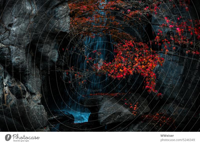 Ein exotischer roter Ahornbaum verliert seine Blätter an einem Felsen mit kleinem Wasserfall Natur Kunst Japan spitz Baum Herbst verfärben Laub Herbstlaub Berg