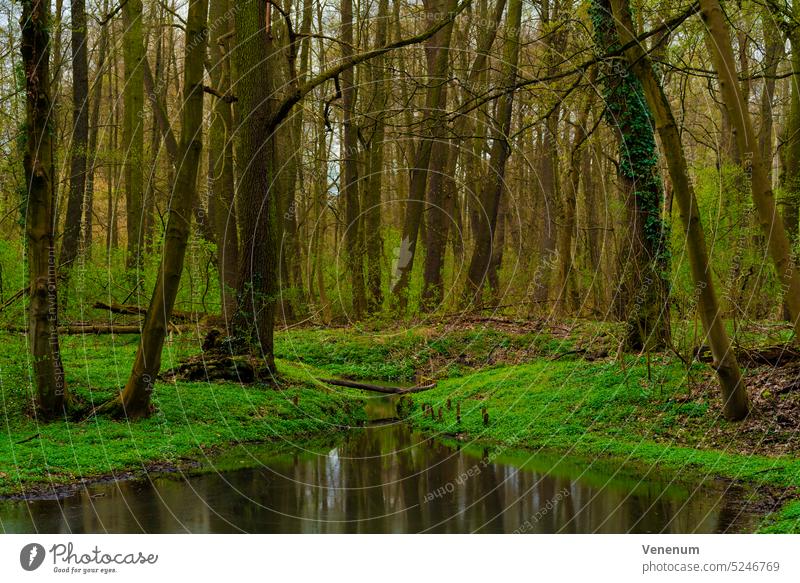 Kleiner Fluss im Wald, kleiner Flussarm, grünes Flussufer im Frühling Flüsse Wasser Wasserreflexionen Wälder Ast Niederlassungen grüne Lunge Blatt Blätter Gras