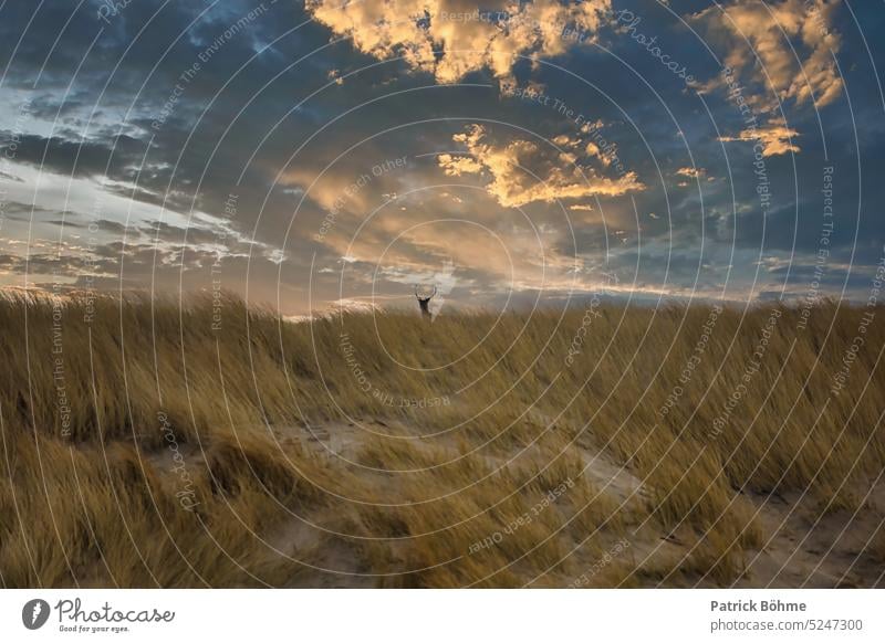 Hirsch auf den Dünen Hirsche Landschaft Fotografie Canon Objektiv Dünengras