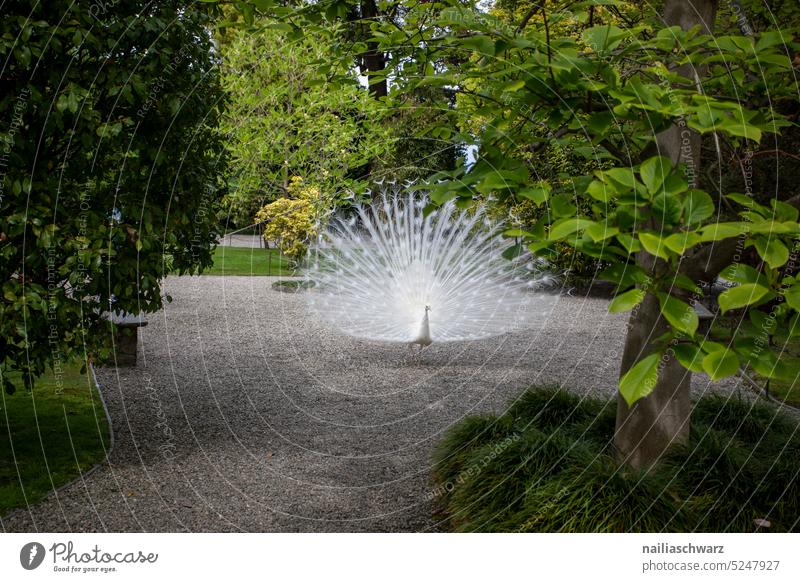 Pfau im Park Menschenleer Tierwelt gefiedert federleicht verdeckte Federn extravaganter Schwanz Vogelbeobachtung weißer Pfau Gefieder Vogelwelt Außenaufnahme