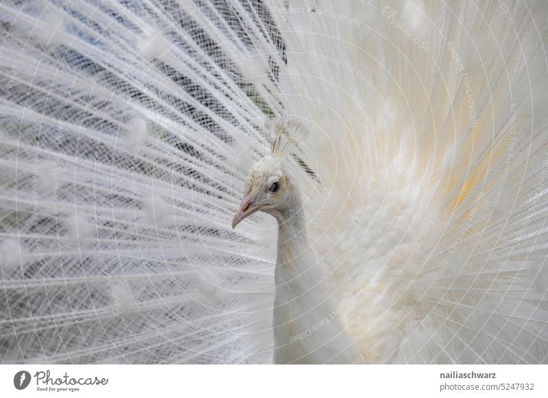 Pfau Reichtum Wildtier Federn ausgebreitet Pavo Mutation seltener weißer Pfau Schwache Tiefenschärfe Tiergesicht seltener Vogel weiße Federn seltener Pfau Blick