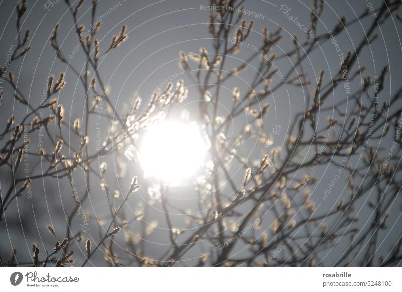 neblige Sonne scheint durch Frühlingszweige Ast Zweig Äste Zweige Nebel nebelig Zweige u. Äste scheinen leuchten Baum Äste und Zweige Himmel