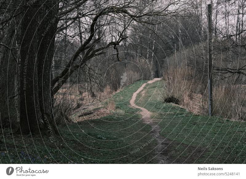 Pfad im Wald mit kahlen Bäumen und Gras auf dem Boden. Herbst Hintergrund unverhüllt schön hell Landschaft Umwelt Europa fallen Fußweg grün wandern Joggen Licht