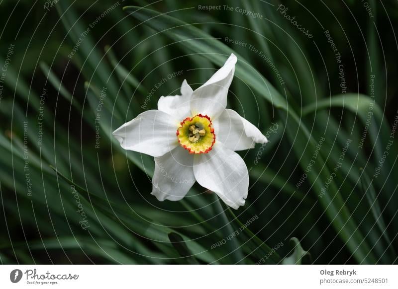 Narzissenblüte auf einem Hintergrund aus Blättern Blume Pflanze Frühling Natur Blüte Flora geblümt grün Blatt Blütenblatt schön frisch natürlich Blütezeit