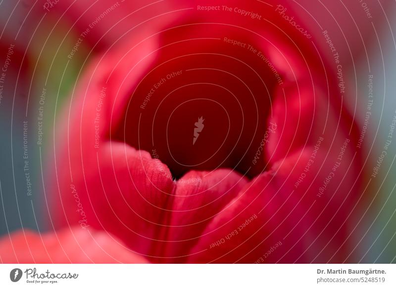 Rote Tulpenhybride, Blüte Tulipa blühen Frühlingsblüher Zwiebelblume Geophyt ausdauernd geringe Tiefenschärfe Nahaufnahme