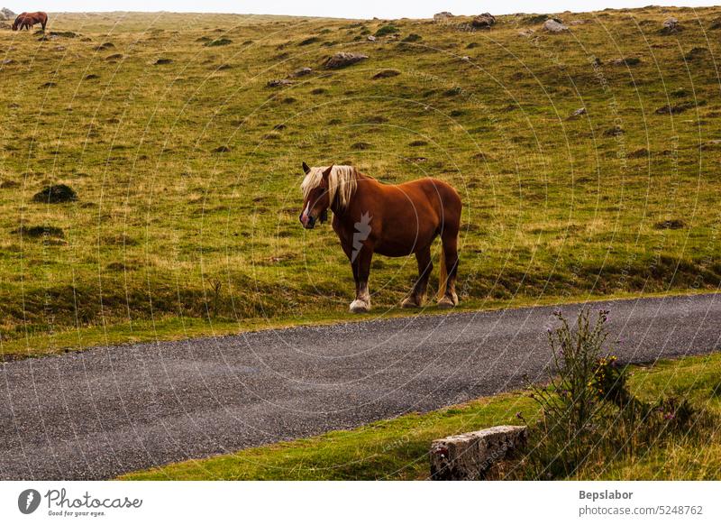 Pferde auf der Weide in den französischen Pyrenäen Natur Frankreich Säugetier Wiese Landschaft Tier Schönheit Gras Weidenutzung grün Borte Reiterin