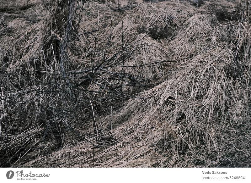 Trockenes Gras im Wald abstrakt Herbst Hintergrund schwarz braun Nahaufnahme Farbe Design trocknen Erde Umwelt Feld Garten grün grau Wachstum Grunge schäbig