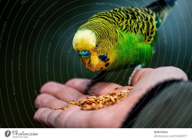 lieber den sittich in der hand als den pleitegeier am hals Tiergesicht niedlich Flügel Federn Nahaufnahme exotisch Farbfoto Schnabel Vogel schön Gefieder klein