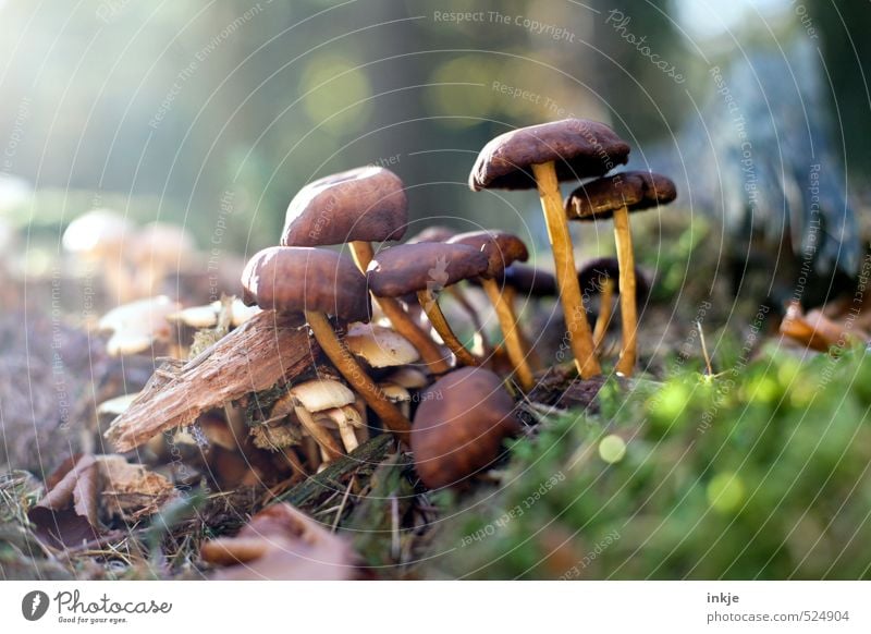 nicht essbar Ernährung Umwelt Natur Pflanze Herbst Schönes Wetter Gras Moos Pilz Wald Waldboden Waldlichtung Wachstum natürlich braun grün Farbfoto mehrfarbig