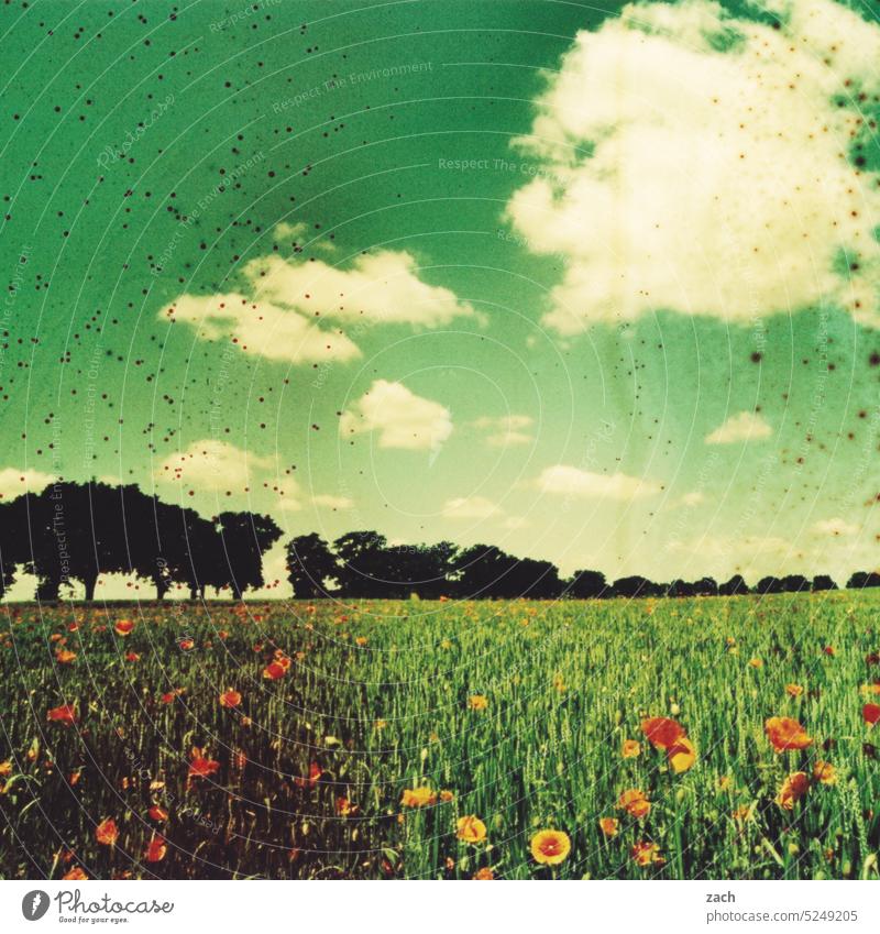 Bildstörung | Hitzewelle analog Dia Lomografie Scan Doppelbelichtung analoge Fotografie analoge fotografie Experiment Mohn Mohnblüte mohnblumen Blüte blühen