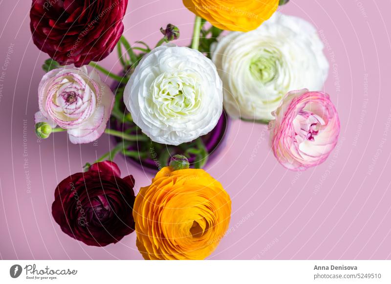 Blumenarrangements aus zarten Ranunkelblüten Ranunculus Blumenstrauß trendy Haufen Blütezeit Tapete Postkarte flache Verlegung Strauß Ranunkeln Hintergrund