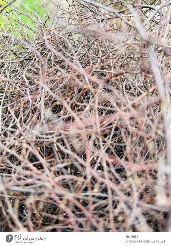 Undurchdringliche Hecke Zweige Gestrüpp braun Frühling Wiese grün dicht gewachsen Außenaufnahme Zweige u. Äste Gras Strauch Natur Pflanze