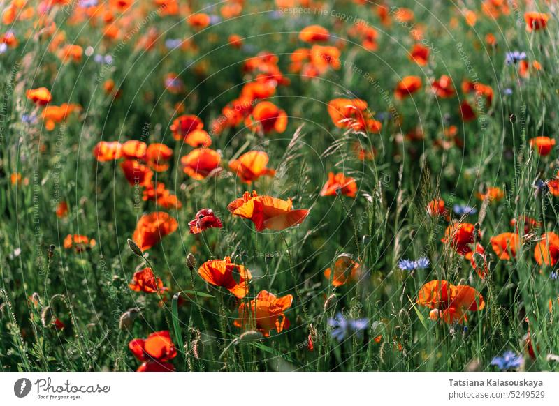 Mohnfeld mitten in der Blütezeit im Frühsommer im Sonnenlicht. Mohn oder Papaver oder Gewöhnlicher Mohn oder Klatschmohn abschließen Blumen Überstrahlung