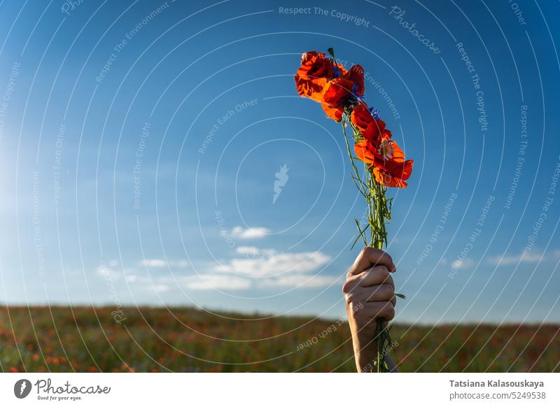 Die Hand einer Frau hält ein geflochtenes Bündel roter Mohnblumen auf einem Feld vor blauem Himmel Papaver Blumen Blütezeit Überstrahlung Blütenblatt