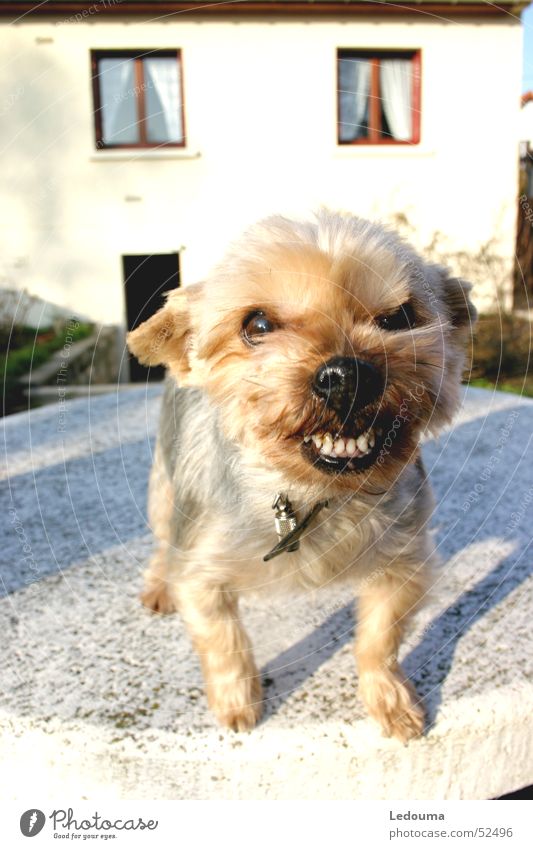 Grrr Hund Schnauze Angriff Gebiss Respekt fripouille