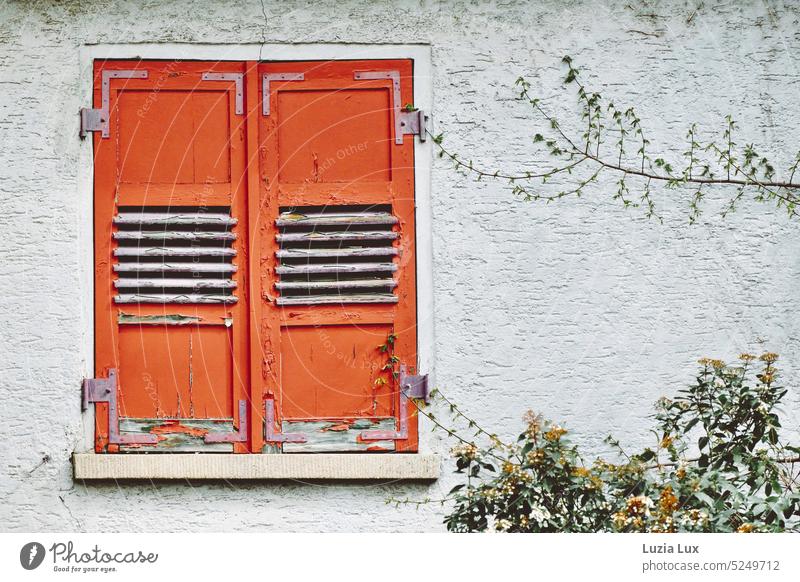 Grün vor dem Fenster, Zweige mit ersten Blättern vor einer Fassade mit alten orangefarbenen Fensterläden Form zierlich Heckenschnitt grün Natur Garten urban