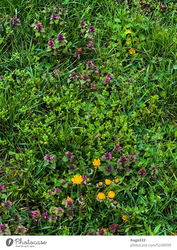 Wiese im April Grün (Green) grün gelb Frühling Natur Pflanze Gras Umwelt Schwache Tiefenschärfe Wildpflanze Wachstum Farbfoto Garten natürlich schön Nahaufnahme