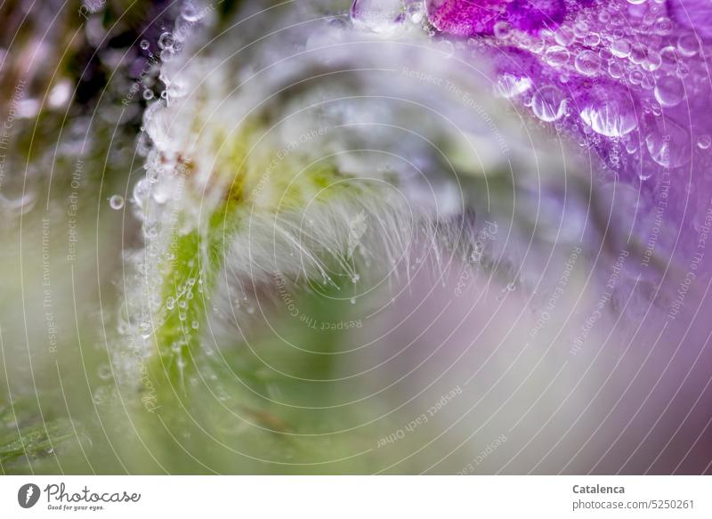 Eine nasse Küchenschelle, Pulsatilla vulgaris Natur Flora Pflanze Blüte Blume Staudenpflanze Hahnenfußgewächs Kuhschelle Regentropfen Garten Frühling Tag