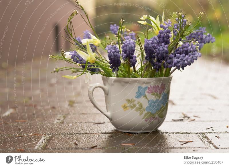 Traubenhyazinthen Gruß im Regen.... Blume Frühling Pflanze Natur Blüte Schwache Tiefenschärfe Nahaufnahme Menschenleer Blühend Außenaufnahme Detailaufnahme