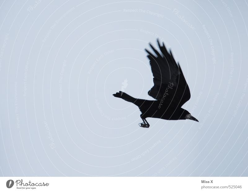 Anflug Himmel Wolkenloser Himmel Tier Wildtier Vogel 1 wild blau schwarz Schüchternheit fliegen Krähe Aaskrähe Rabenvögel flüchten Farbfoto Außenaufnahme