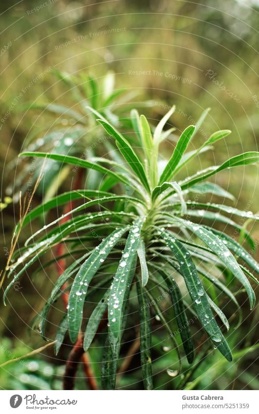 Pflanze mit Regentropfen an den Blättern. Wassertropfen Tropfen Wasser Natur Blatt Nahaufnahme grün Blattgrün Grünpflanze Detailaufnahme nass Farbfoto Tau