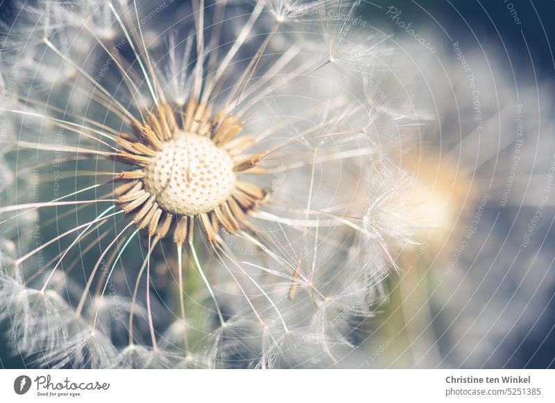 Pusteblume Löwenzahn Taraxacum Pflanze Natur Löwenzahnsamen Blume Detailaufnahme Makroaufnahme Schwache Tiefenschärfe natürlich filigran Leichtigkeit zart