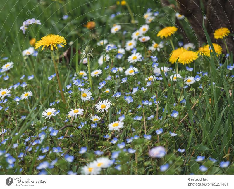 Blumenwiese mit Löwenzahn und Gänseblümchen im Frühling Blumen und Pflanzen Natur Wiese Blüte Blühend Blütezeit blühen Wiesenblume Wiesenblumen Wiesenblümchen