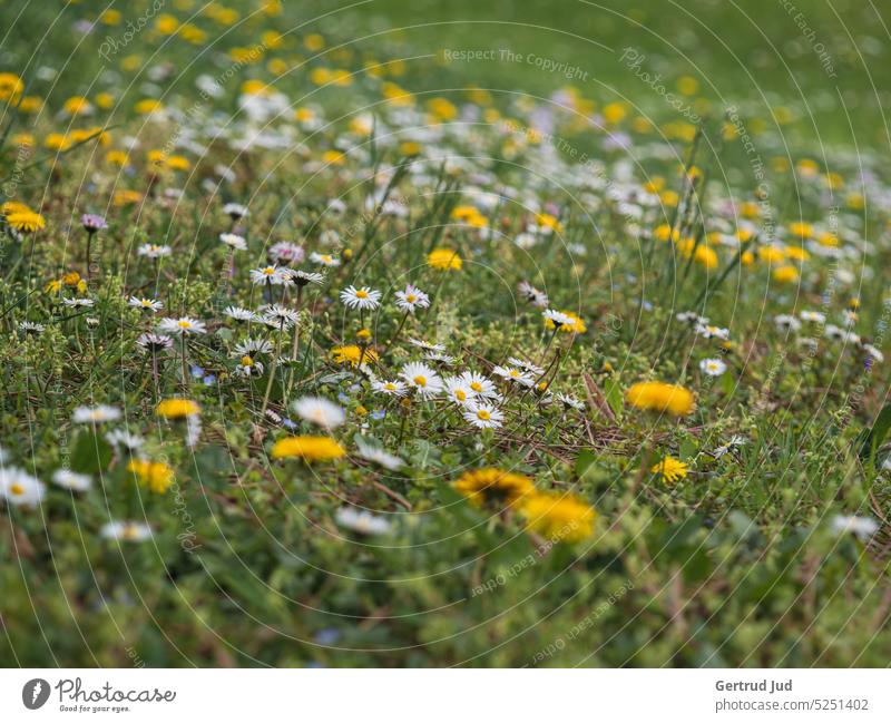 Blumenwiese mit Löwenzahn und Gänseblümchen im Frühling Blumen und Pflanzen Natur Wiese Blüte Blühend Blütezeit blühen Wiesenblume Wiesenblumen Wiesenblümchen