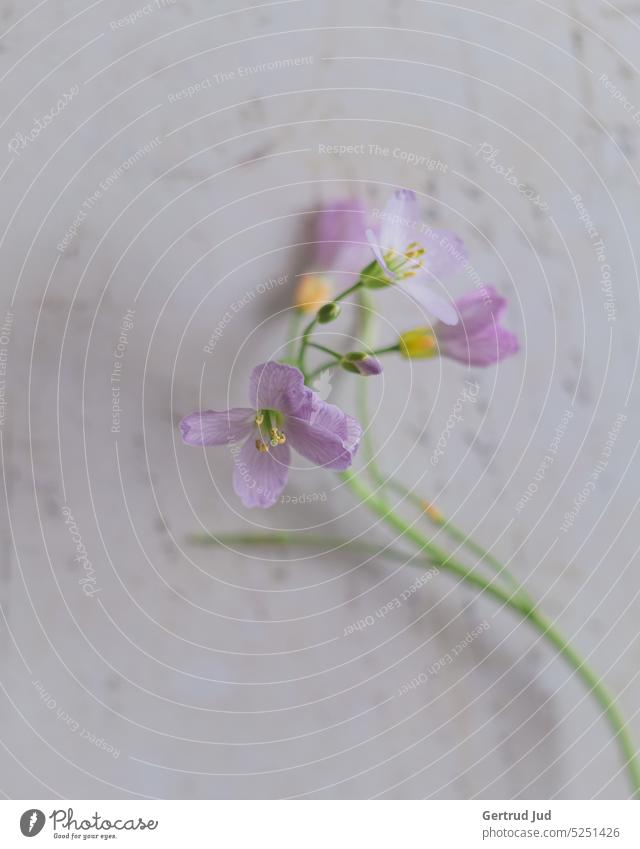 Stillleben mit Wiesenblümchen Blume Blumen und Pflanzen Blüte Wiesenschaumkraut lila lilarosa Lila Blume Blümchen Papier Romantik romantisch