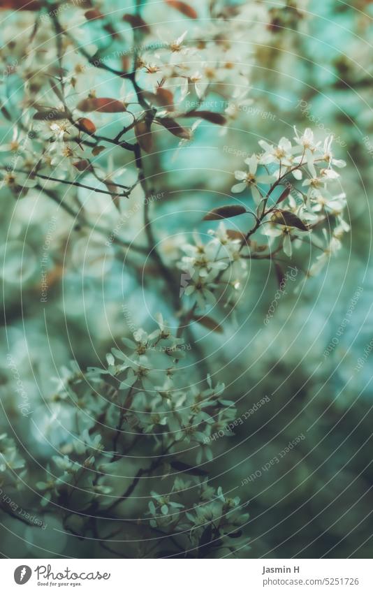 Ast mit weißen Blüten Frühling Natur Pflanze Blühend schön Garten natürlich Farbfoto Menschenleer zart Frühlingsgefühle türkis Blur Außenaufnahme