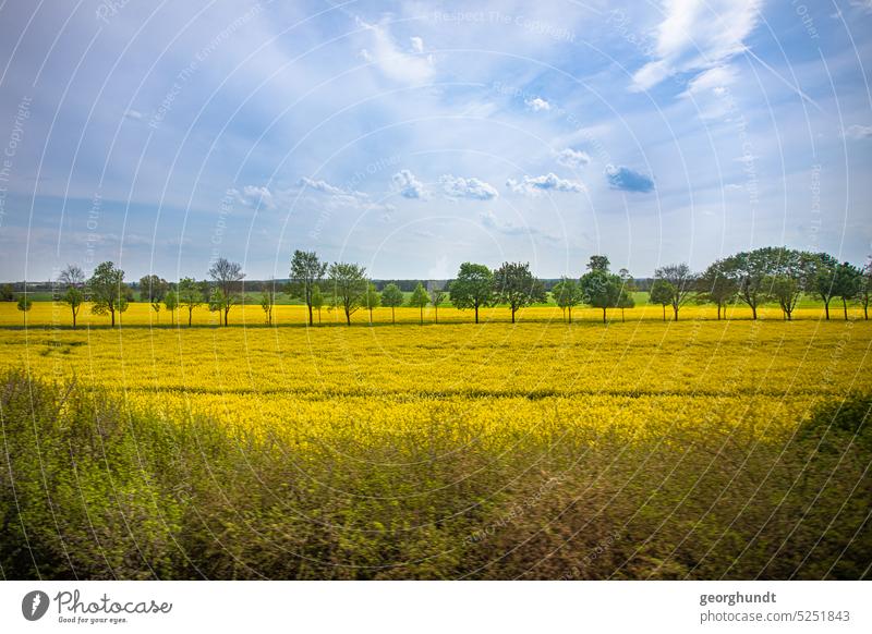 Rapsfahrt 2 | Blick durch eine Hecke auf Rapsfelder und kleine Alleen Frühsommer Energiewende Unterwegs Landschaft Natur Gegend Uckermark Südvorpommern