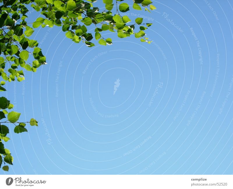 himmel! birkenblätter! Baum Blatt Birke Finnland Sommer grün blau Birkenblätter Ferien & Urlaub & Reisen See Erholung Hintergrundbild himmelblau fein rein