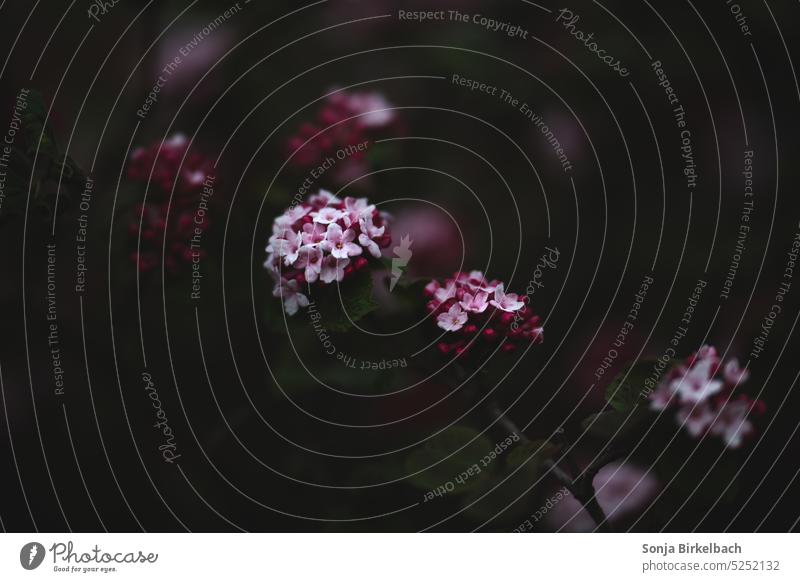 Manche blühen auch im Dunklen ;) Viburnum carlesii Aurora dunkel Busch Strauch blühend Blüten Pflanze Natur natürlich Frühling grün weiß Garten Nahaufnahme