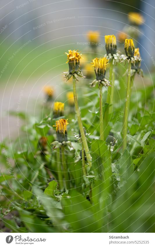 Löwenzahn am Wegesrand Blume gewöhnlicher Löwenzahn Natur Pflanze Sommer Außenaufnahme heimisch Wildpflanze Farbfoto Umwelt Menschenleer Nahaufnahme