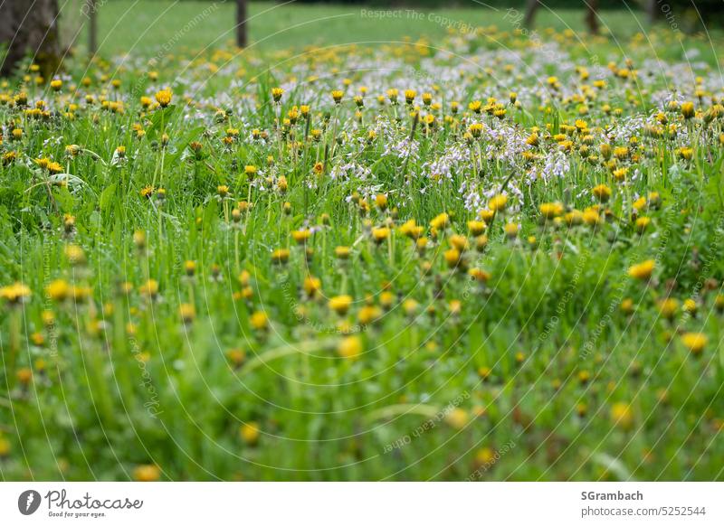 Blumenwiese, Naturwiese mit Löwenzahn im Regen Wiesenblume Wiesenblumen Löwenzahnblüte Frühling Blüte Pflanze Gras Blütezeit blühen Umwelt Umweltschutz