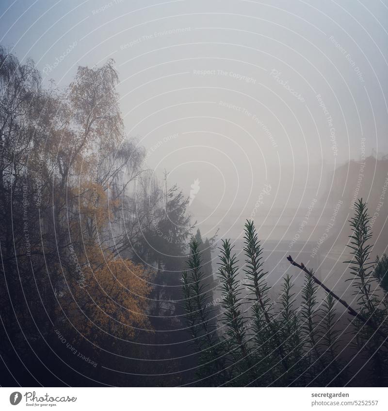 Im Trüben fischen. Nebel Natur grün Himmel Sicht schlechtes Wetter schlechte Sicht Baum morgens Gebäude Menschenleer kalt Außenaufnahme grau Landschaft Regen